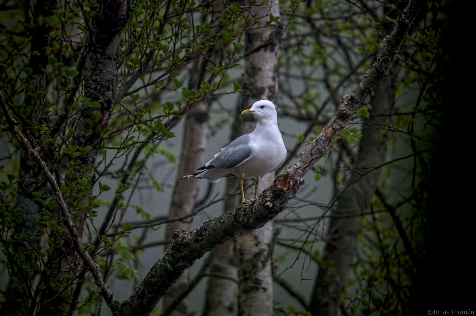 Gull in tree
