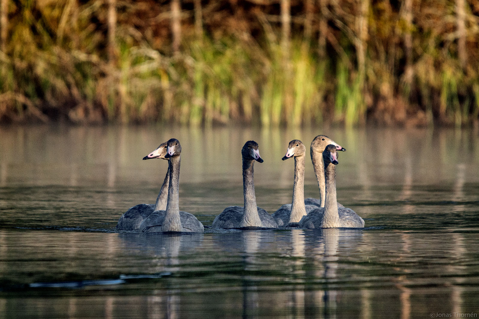 Swan gang