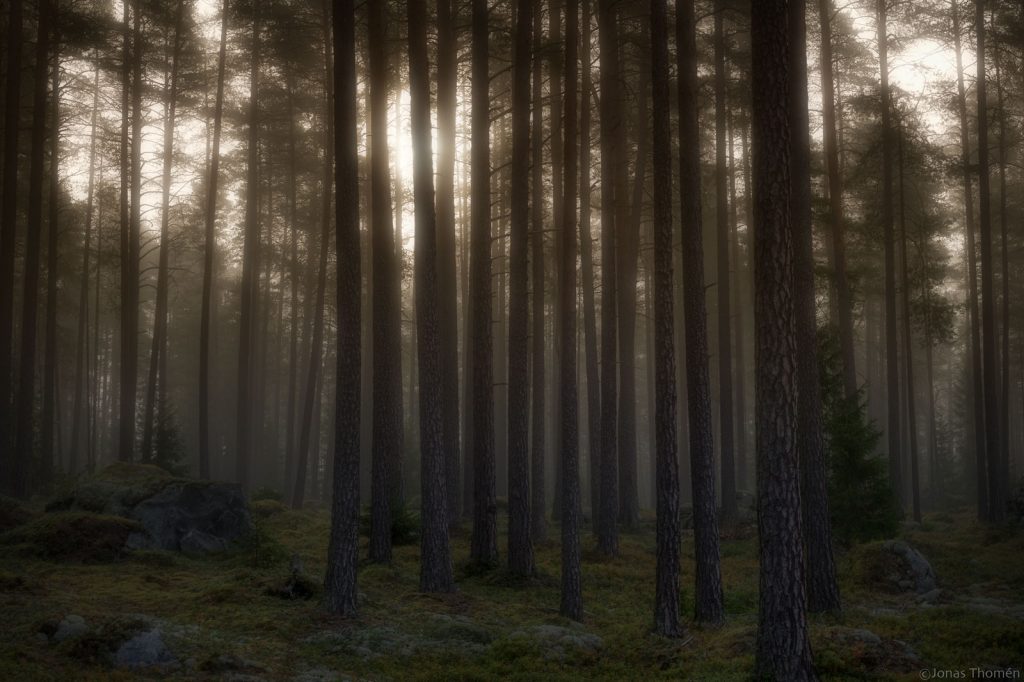 Dark ominous forest