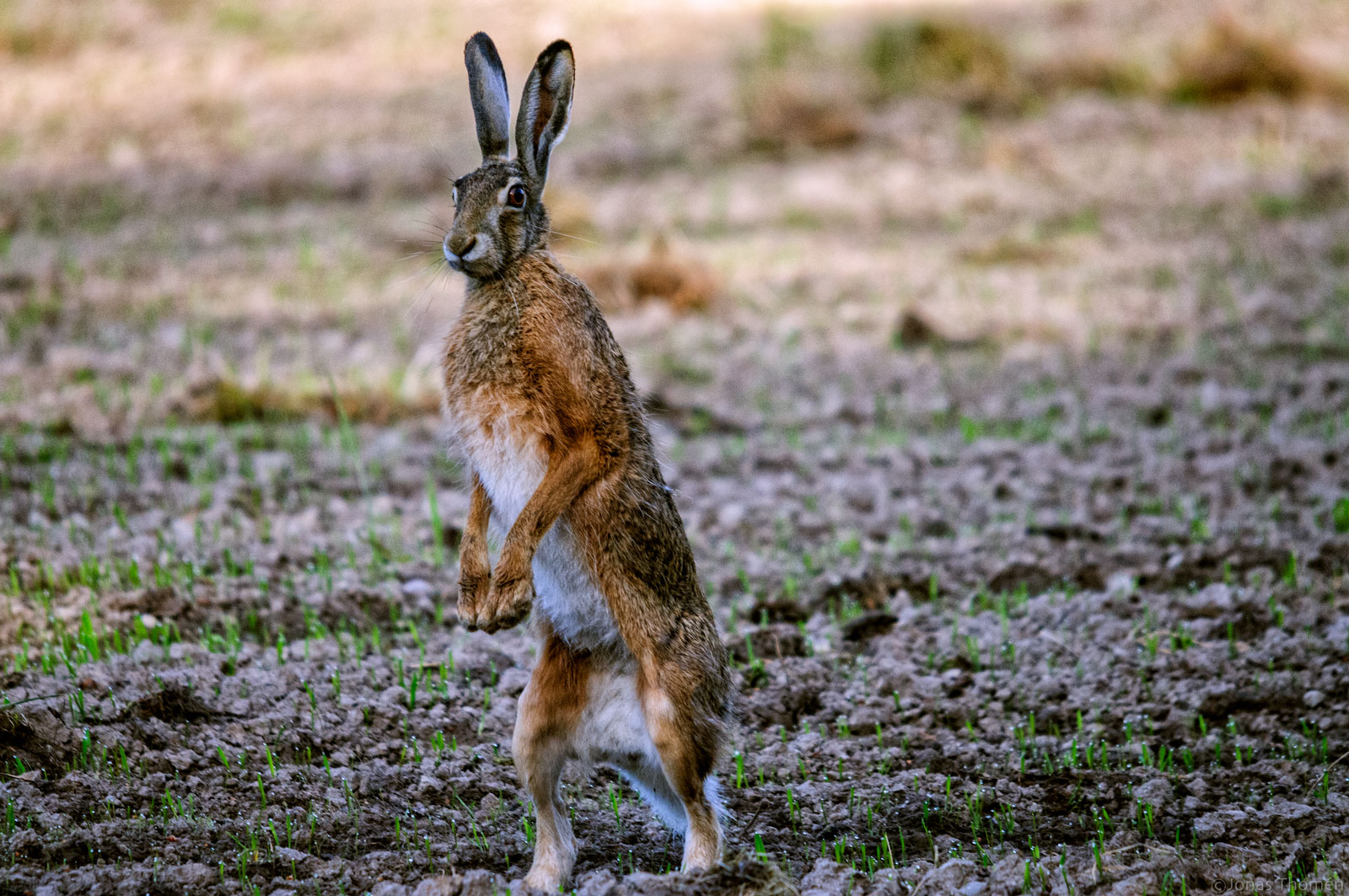 Standing Hare
