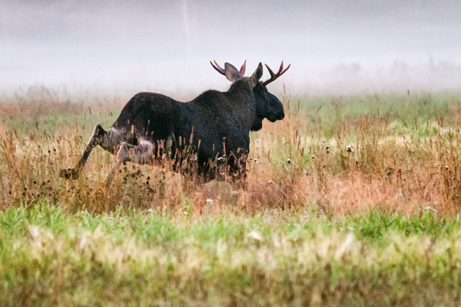 Running Moose