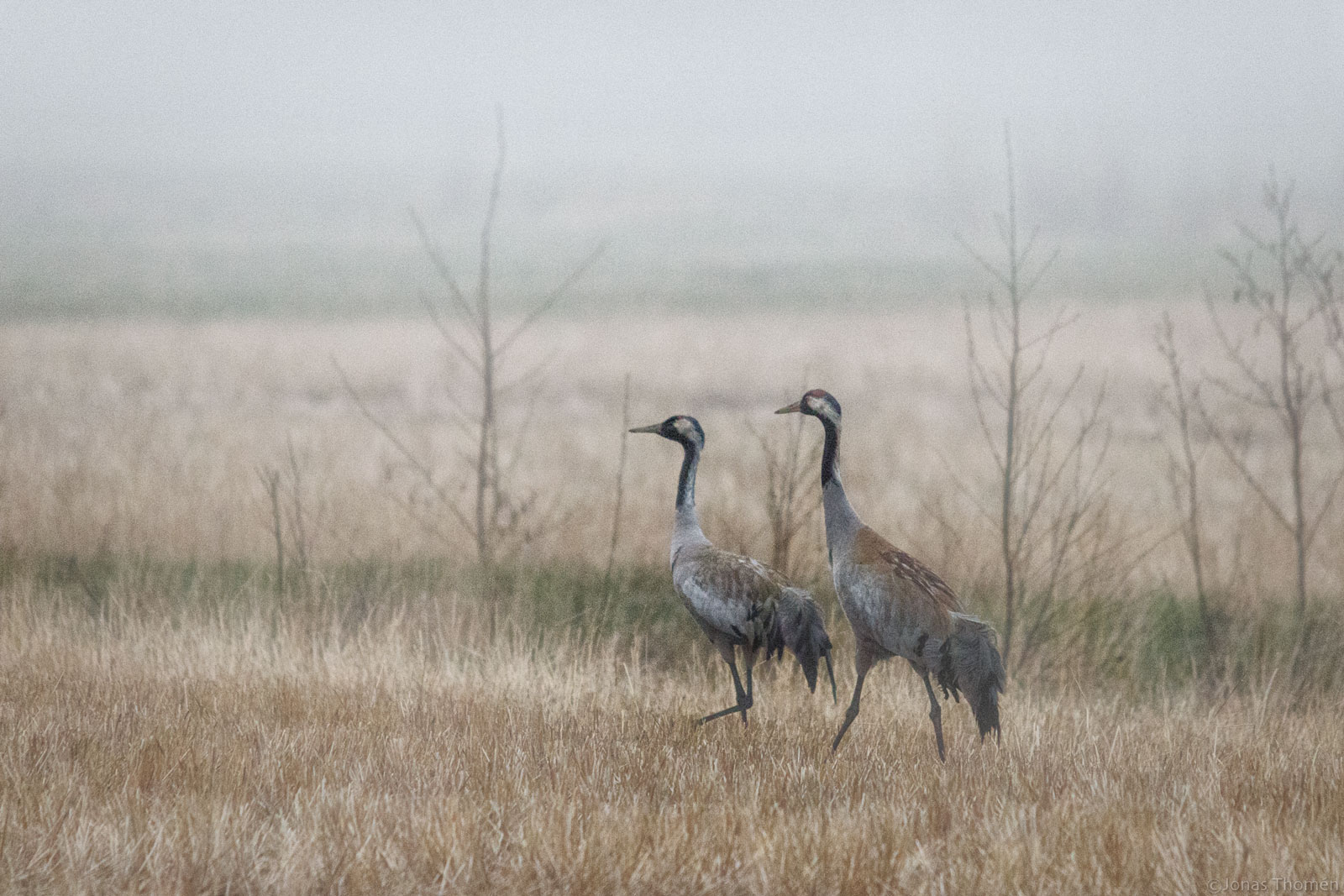Cranes in Fog
